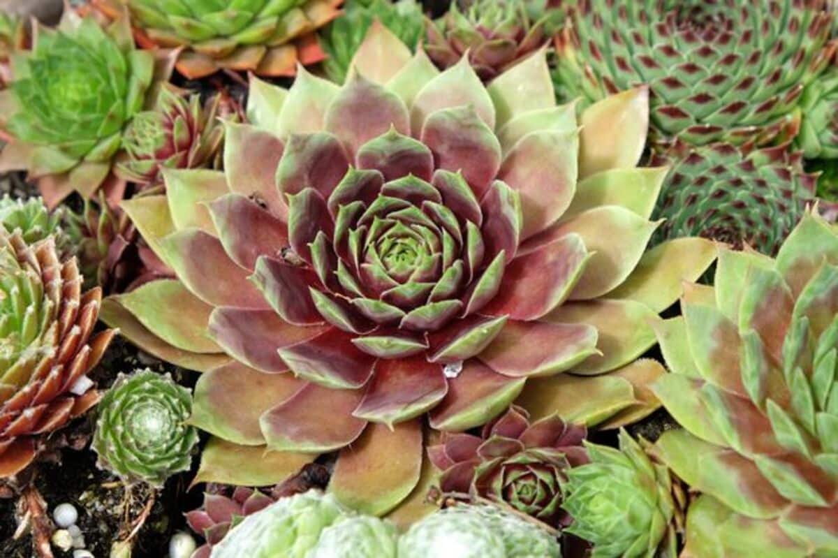 succulentes rustiques