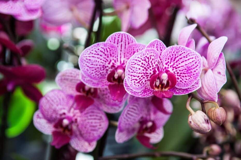 Faire fleurir votre orchidée