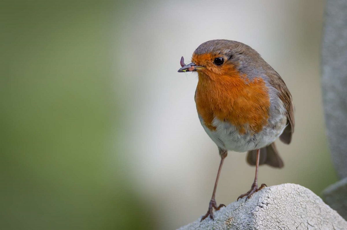 LES OISEAUX DOIVENT POUVOIR SE DÉBROUILLER