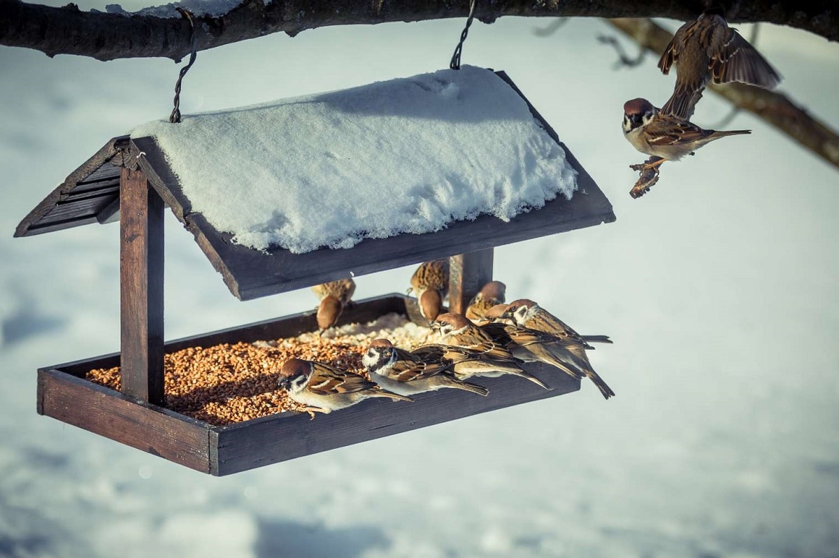 MANGEOIRE DES OISEAUX